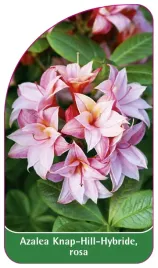 etykieta-szkolkarska-azalea-knap-hillrosa