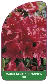 etykieta-szkolkarska-azalea-knap-hillrot