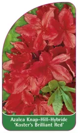 etykieta-szkolkarska-azalea-koster-s-brilliant-red