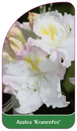 etykieta-szkolkarska-azalea-kranenfee