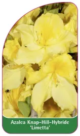 etykieta-szkolkarska-azalea-limetta