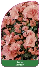 etykieta-szkolkarska-azalea-marielle