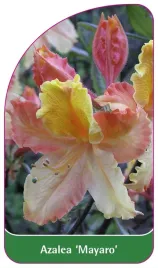 etykieta-szkolkarska-azalea-mayaro