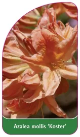 etykieta-szkolkarska-azalea-mollis-koster