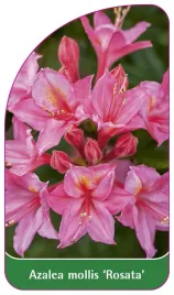 etykieta-szkolkarska-azalea-mollis-rosata