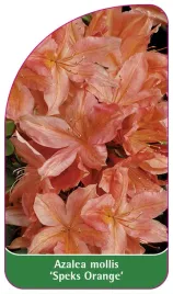 etykieta-szkolkarska-azalea-mollis-speks-orange