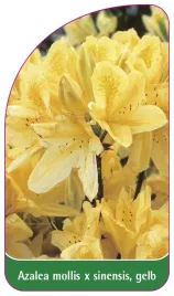 etykieta-szkolkarska-azalea-mollis-x-sinensis-gelb