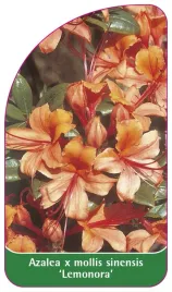 etykieta-szkolkarska-azalea-mollis-x-sinensis-lemonora