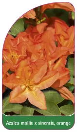 etykieta-szkolkarska-azalea-mollis-x-sinensis-orange