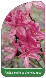etykieta-szkolkarska-azalea-mollis-x-sinensis-rosa