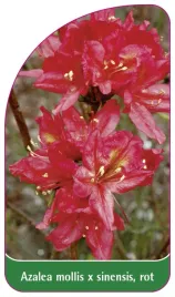 etykieta-szkolkarska-azalea-mollis-x-sinensisrot