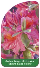 etykieta-szkolkarska-azalea-mount-saint-helens