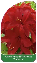 etykieta-szkolkarska-azalea-nabucco