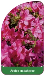 etykieta-szkolkarska-azalea-nakaharae