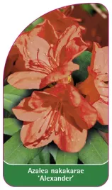 etykieta-szkolkarska-azalea-nakakarae-alexander-standard