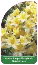etykieta-szkolkarska-azalea-narcissiflora