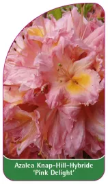 etykieta-szkolkarska-azalea-pink-delight