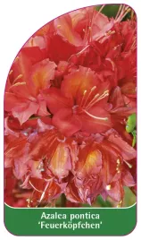 etykieta-szkolkarska-azalea-pontica-feuerkopfchen-standard