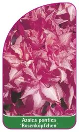 etykieta-szkolkarska-azalea-pontica-rosenkopfchen-mini