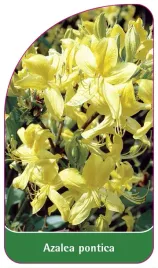 etykieta-szkolkarska-azalea-pontica-gelb-a