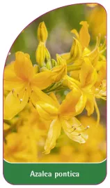 etykieta-szkolkarska-azalea-pontica-gelb-b