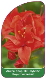 etykieta-szkolkarska-azalea-royal-command