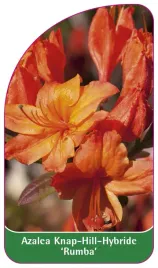 etykieta-szkolkarska-azalea-rumba