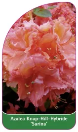 etykieta-szkolkarska-azalea-sarina