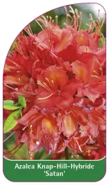 etykieta-szkolkarska-azalea-satan