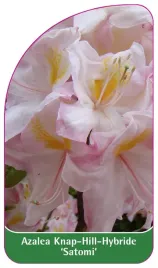 etykieta-szkolkarska-azalea-satomi