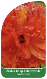 etykieta-szkolkarska-azalea-saturnus