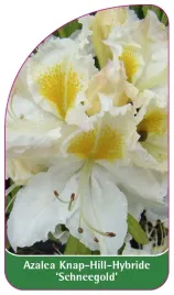 etykieta-szkolkarska-azalea-schneegold