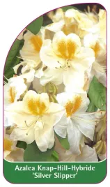 etykieta-szkolkarska-azalea-silver-slipper-a