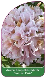 etykieta-szkolkarska-azalea-soir-de-paris