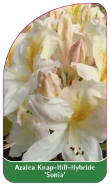 etykieta-szkolkarska-azalea-sonia