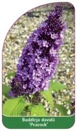 etykieta-szkolkarska-buddleia-davidii-peacock-b
