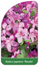 etykieta-szkolkarska-azalea-japonica-rosalie-standard