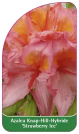 etykieta-szkolkarska-azalea-strawberry-ice