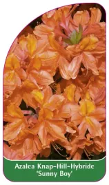 etykieta-szkolkarska-azalea-sunny-boy