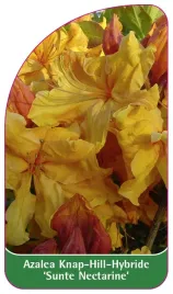 etykieta-szkolkarska-azalea-sunte-nectarine