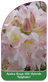 etykieta-szkolkarska-azalea-sylphides