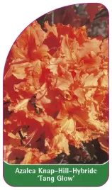 etykieta-szkolkarska-azalea-tang-glow