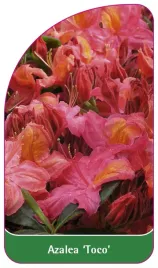 etykieta-szkolkarska-azalea-toco