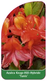 etykieta-szkolkarska-azalea-tunis-a