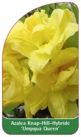 etykieta-szkolkarska-azalea-umpqua-queen