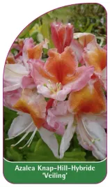 etykieta-szkolkarska-azalea-veiling