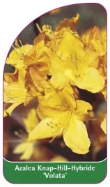 etykieta-szkolkarska-azalea-volata