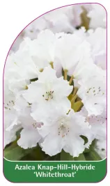 etykieta-szkolkarska-azalea-whitethroat
