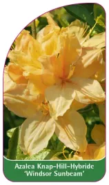 etykieta-szkolkarska-azalea-windsor-sunbeam