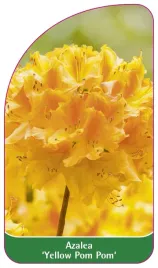 etykieta-szkolkarska-azalea-yellow-pom-pom